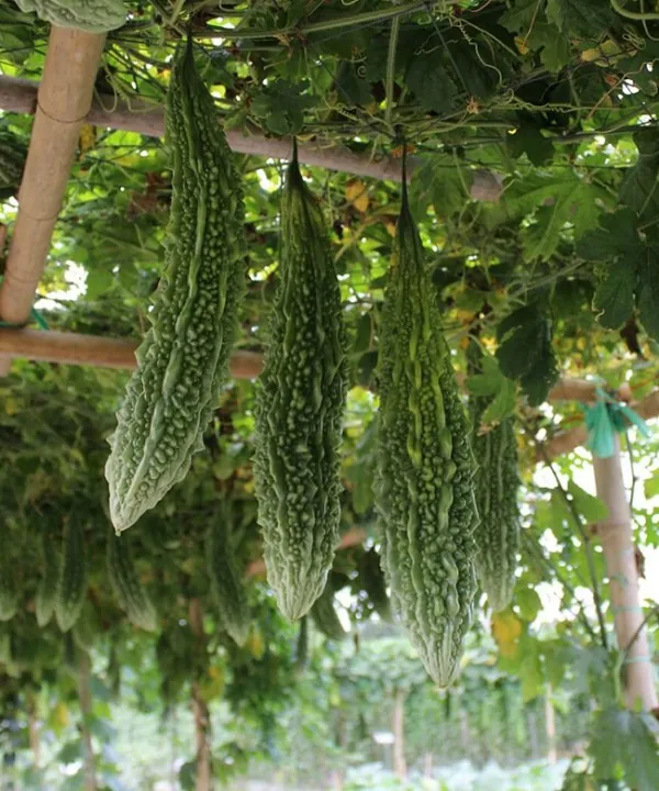 Bitter Gourd