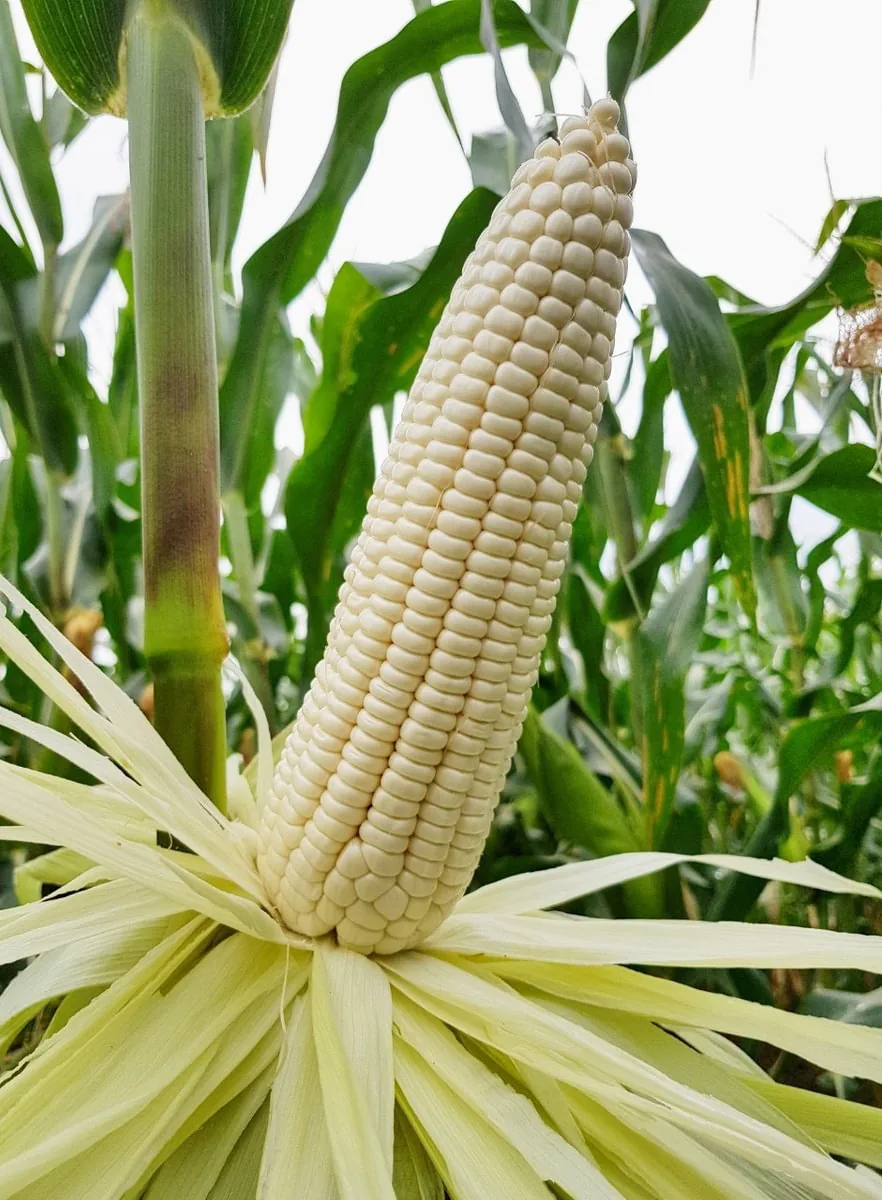 Corn