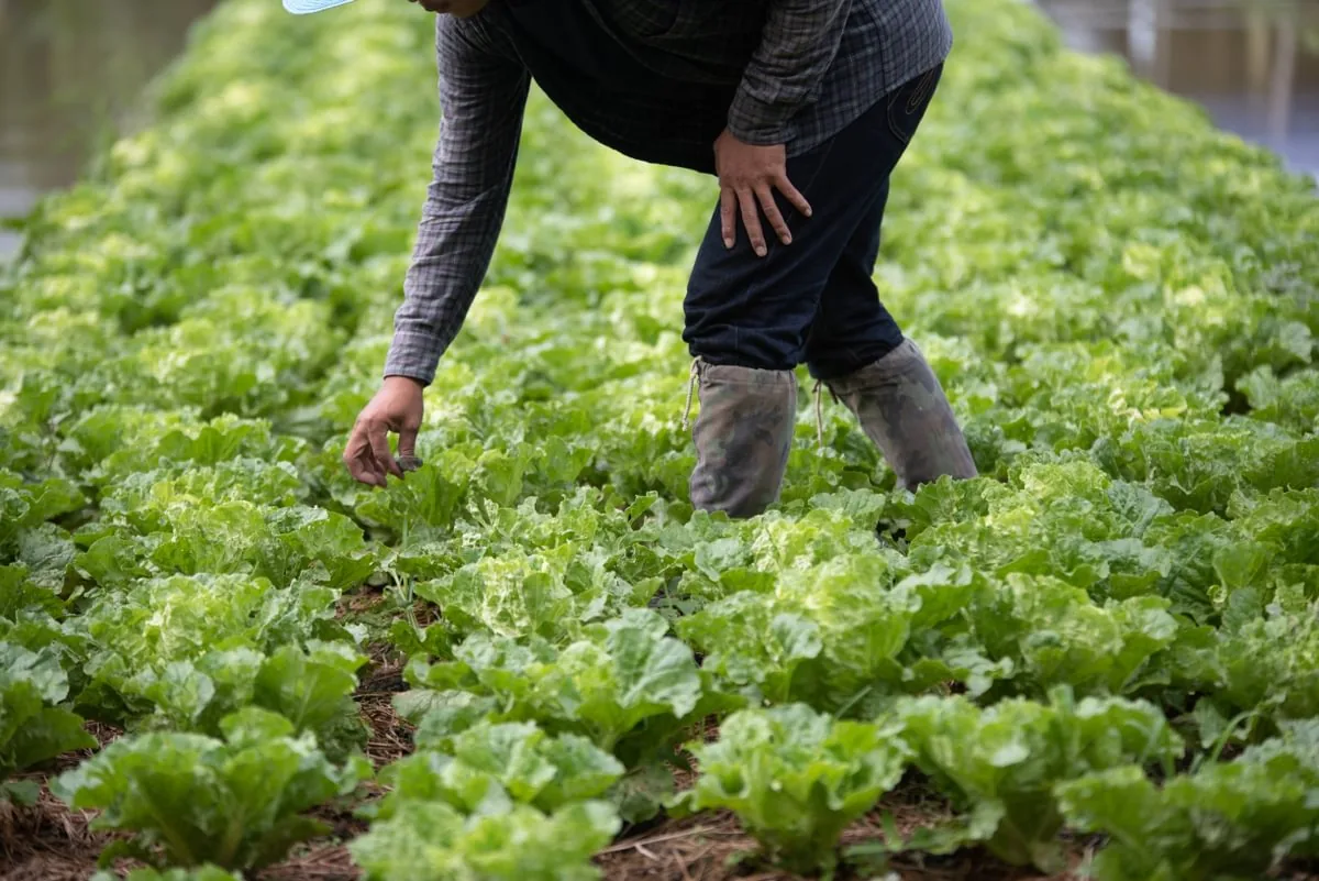 Lettuce