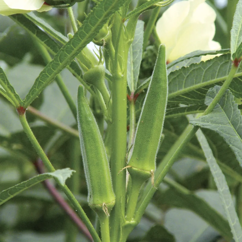 Okra