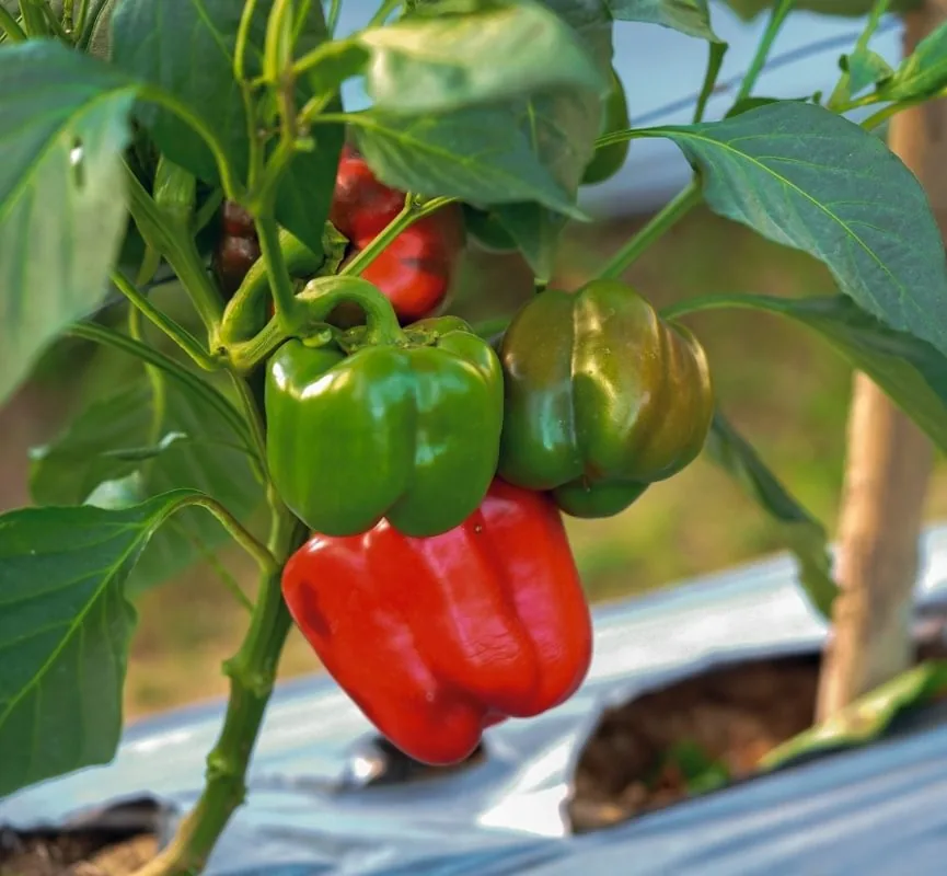 Sweet Pepper