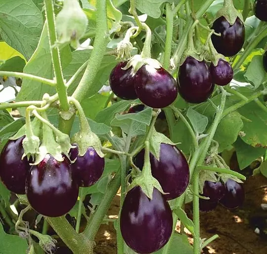 Brinjal