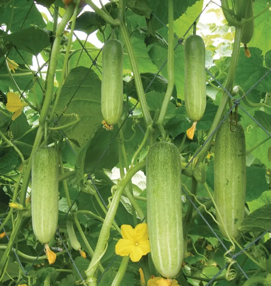 Cucumber