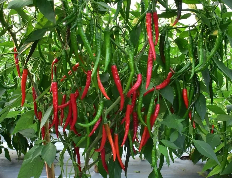 Hot Pepper