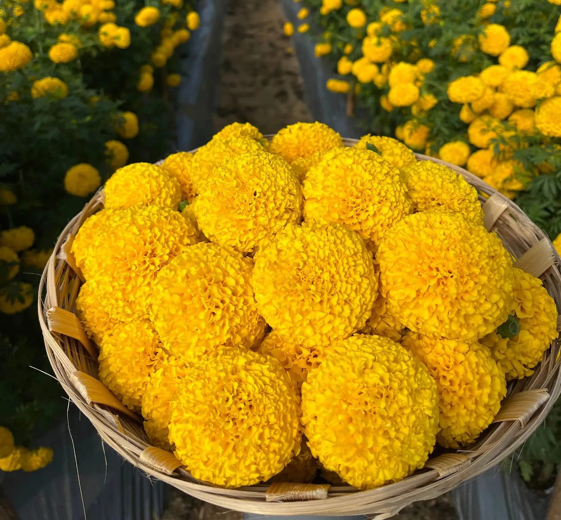 Marigold