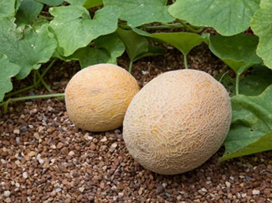 Muskmelon