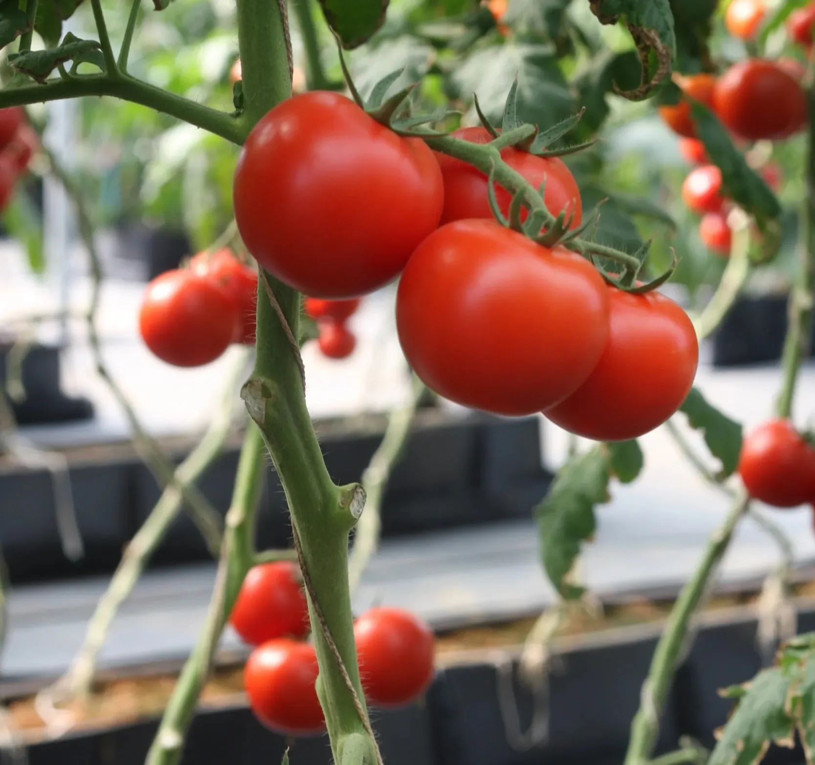 Tomato
