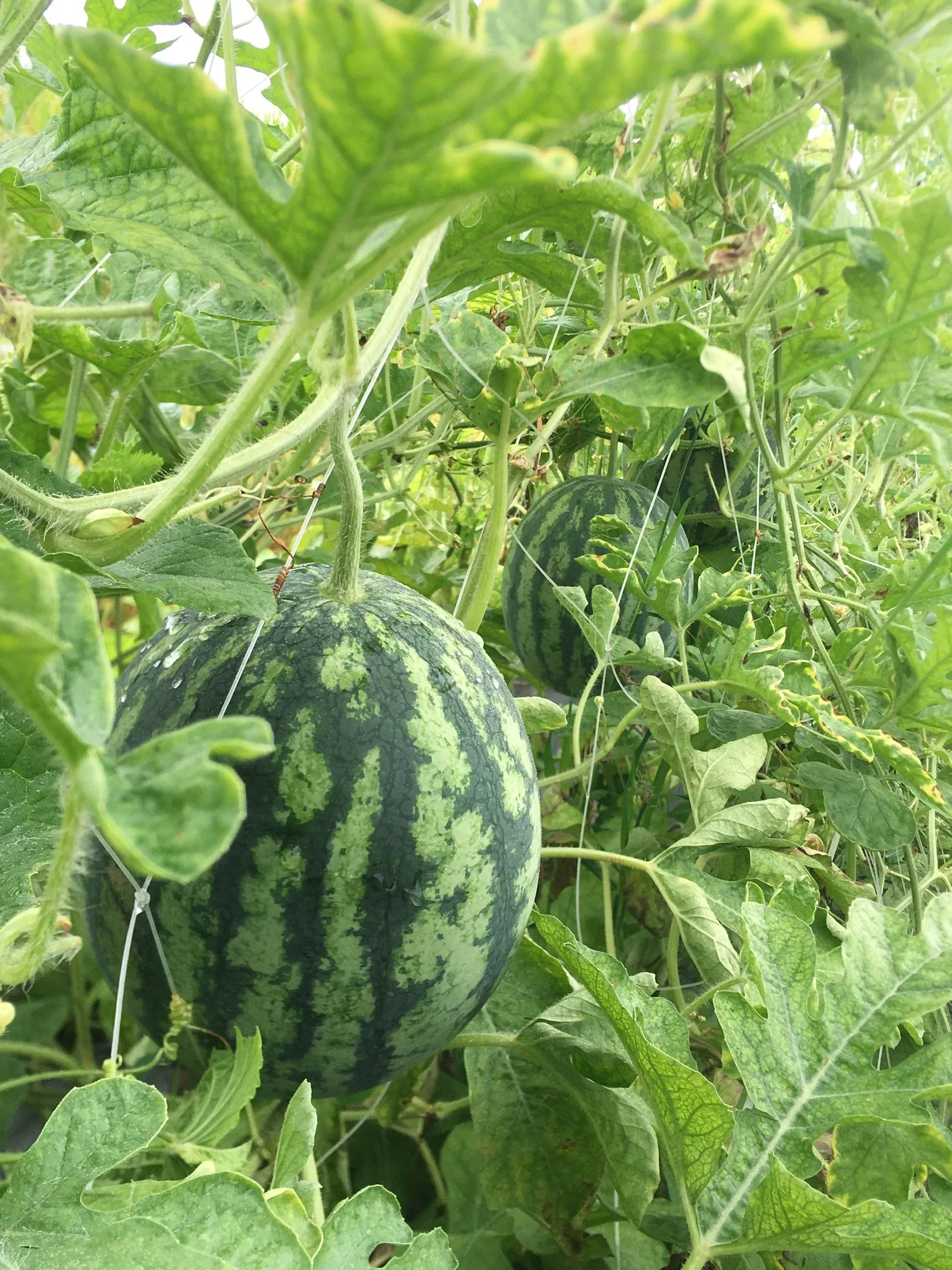 Watermelon