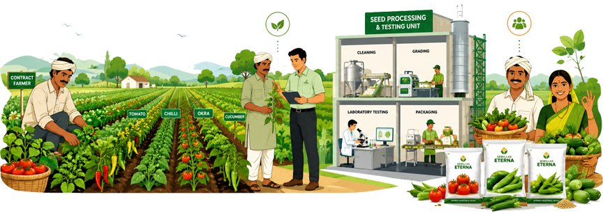 Contract Seed Production Process